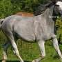 Spanish_Mustang1(78)