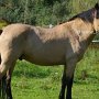 Spanish_Mustang1(93)