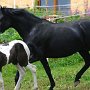 Suffield_Mustang1(35)