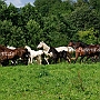 Am_Saddlebred_Horse+Aegidienberger1(10)