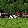 Am_Saddlebred_Horse+Aegidienberger1(16)
