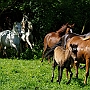 Am_Saddlebred_Horse+Aegidienberger1(2)
