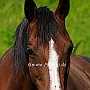 American_Saddlebred_Horse218(13)