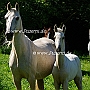 American_Saddlebred_Horse218(15)