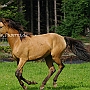 Arabisch_Partbred12(1)