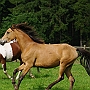 Arabisch_Partbred12(3)