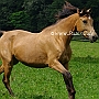 Arabisch_Partbred12(4)