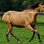 Arabisch_Partbred12(5)