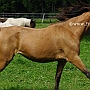 Arabisch_Partbred12(6)