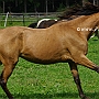 Arabisch_Partbred12(7)