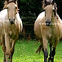 Buckskin+Knabsdrupper1(2)