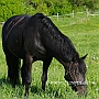 Connemara_Pony2(14)