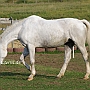 Hessisches_Warmblut_17_(11)