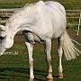 Hessisches_Warmblut_17_(14)