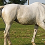 Hessisches_Warmblut_17_(15)