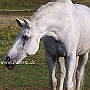 Hessisches_Warmblut_17_(8)