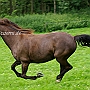 Kentucky_Mountain_Saddle_Horse2(25)