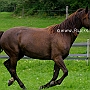 Kentucky_Mountain_Saddle_Horse2(34)