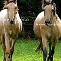 Knabsdrupper+Buckskin1(1)