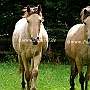 Knabsdrupper+Buckskin1(3)