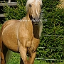 Morgan_Horse_128_(1)