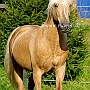 Morgan_Horse_128_(2)