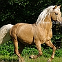 Morgan_Horse_128_(21)