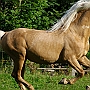 Morgan_Horse_128_(23)