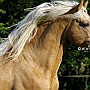 Morgan_Horse_128_(24)