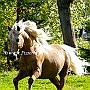 Morgan_Horse_128_(31)