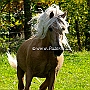 Morgan_Horse_128_(32)