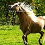 Morgan_Horse_128_(37)