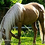 Morgan_Horse_128_(43)