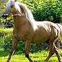 Morgan_Horse_128_(47)