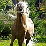 Morgan_Horse_128_(48)