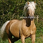 Morgan_Horse_128_(5)