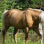 Morgan_Horse_128_(54)