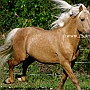 Morgan_Horse_128_(58)