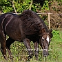 Morgan_Horse_128_(68)