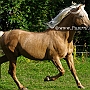 Morgan_Horse_128_(7)