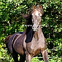 Morgan_Horse_128_(70)