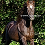 Morgan_Horse_128_(71)