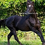 Morgan_Horse_128_(76)