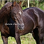Morgan_Horse_128_(81)
