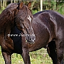 Morgan_Horse_128_(81)