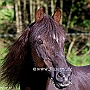 Morgan_Horse_128_(82)