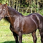 Morgan_Horse_128_(83)