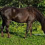 Morgan_Horse_128_(84)