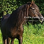 Morgan_Horse_128_(88)