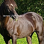 Morgan_Horse_128_(91)